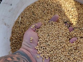 An ancient and unique grain