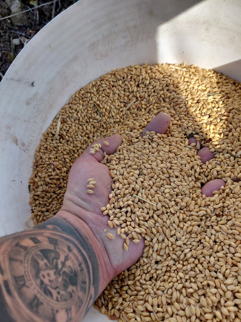 An ancient and unique grain