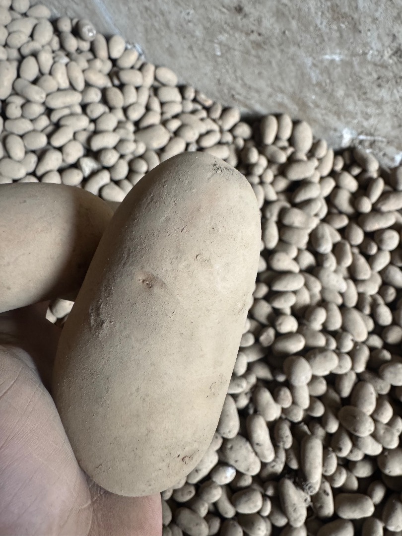 I am selling Queen Anne Soraya Belana Inowator I also have calibrations of the given varieties 35-55 in good quality