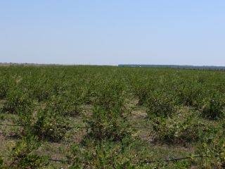 The plantation is located in Giurgiu County.
