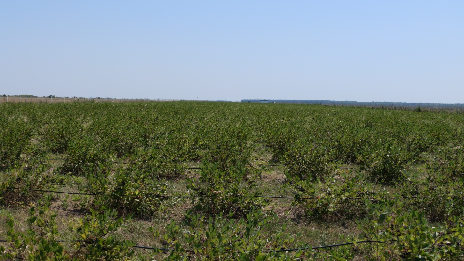 The plantation is located in Giurgiu County
