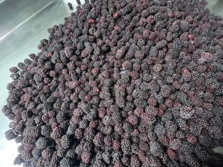 ROKYTNE BERRY is a modern fruit processing company. IQF