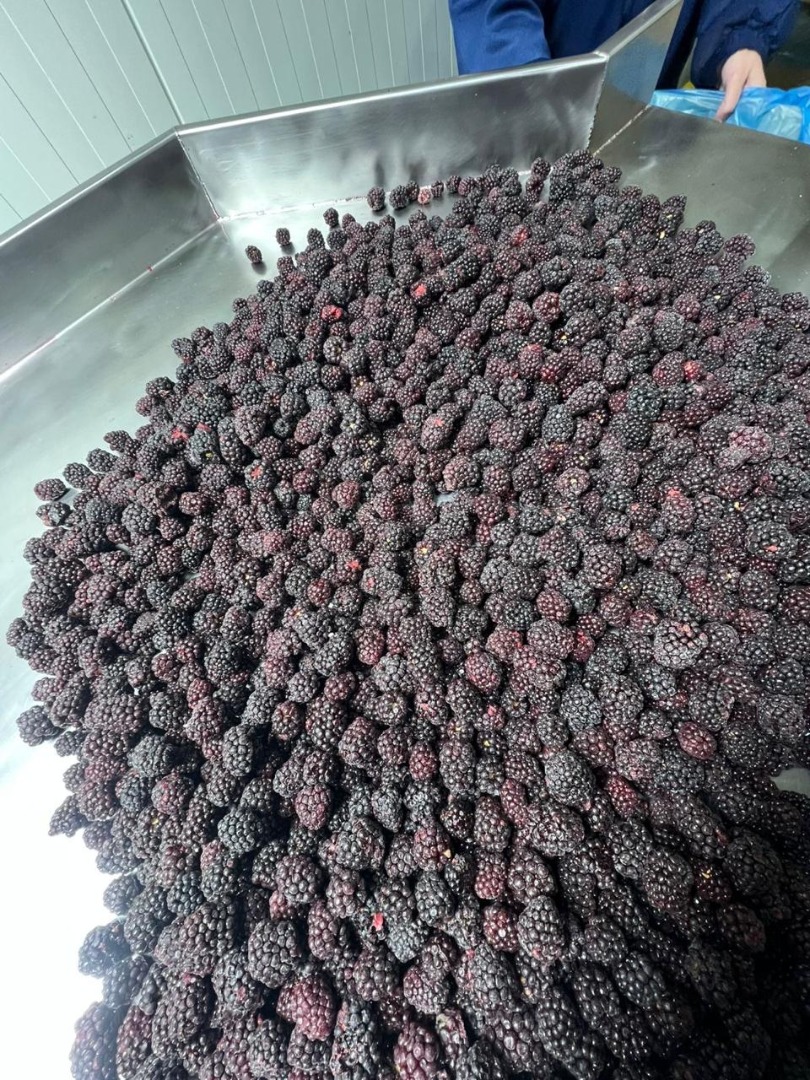 ROKYTNE BERRY is a modern fruit processing company
