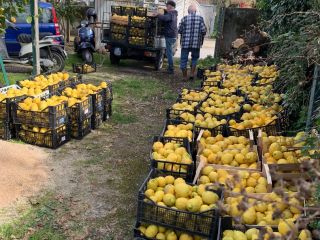 Procida Lemon IOP - Extra Quality* Procida Lemon, produced