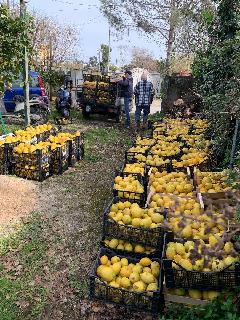 Procida Lemon IOP - Extra Quality* Procida Lemon, produced on the beautiful island of Procida, is a high-quality citrus fruit known for its freshness and