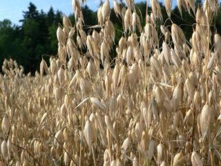 I am selling very good quality oats. Price: 700