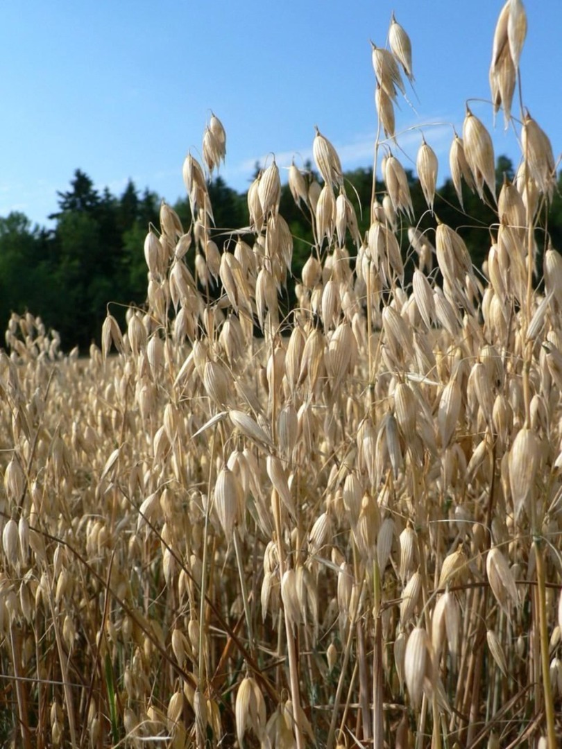 I am selling very good quality oats