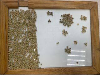 Компания из Казахстана экспортирует в Европу сельскохозяйственную продукцию; Гречиху,
