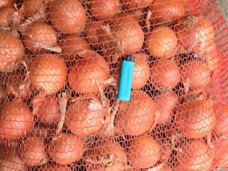 Legend onion variety, caliber 50+, is sold in big