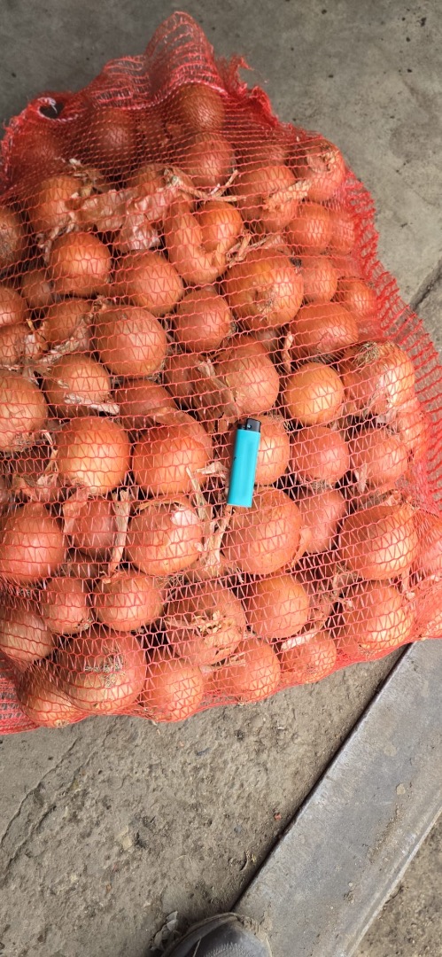 Legend onion variety, caliber 50+, is sold in big bags or smaller bags of 10-20kg