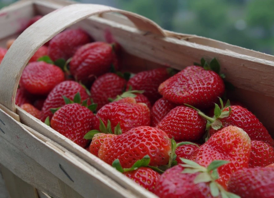 STRAWBERRY PURCHASE – WE INVITE YOU TO COOPERATE! We offer purchase of fresh Rumba strawberries