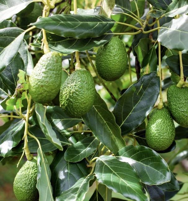 Somos una empresa especializada en la exportación de aguacate Hass, ofreciendo un producto de excelente calidad, listo para los mercados más exigentes