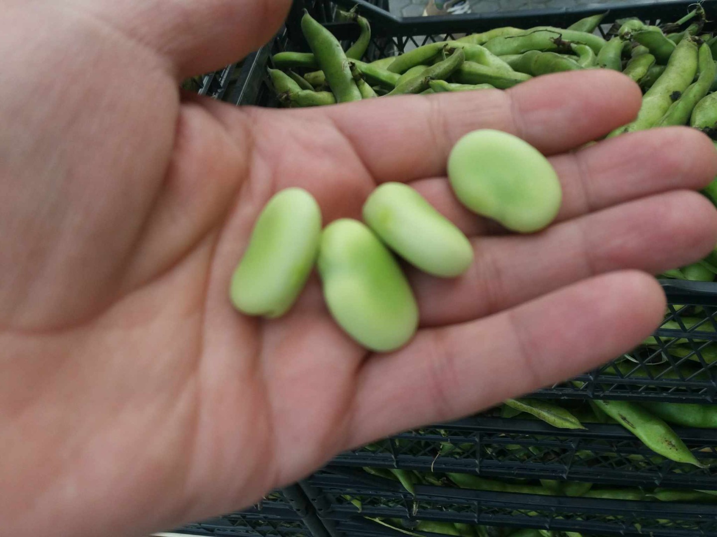 Hello Broad beans in offer