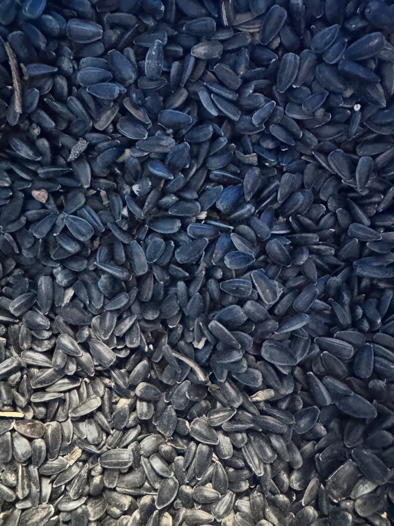 Sunflower seeds Black, fine, cleaned, packed in 20 kg or big bags