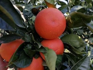 Tarocco rooster oranges, red