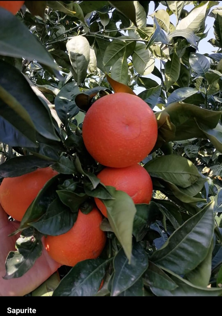 Tarocco rooster oranges, red