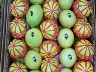 We are pleased to offer fresh Egyptian lemons (Key