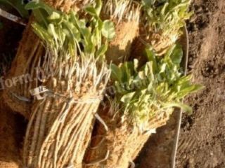 HORSE CUTTINGS ORDER! Immediately ready for planting (germinated or