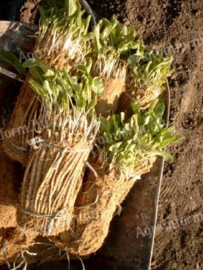 HORSE CUTTINGS ORDER! Immediately ready for planting (germinated or rooted)