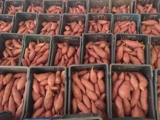Fresh Premium Sweet Potatoes from Egypt. High quality, sorted,