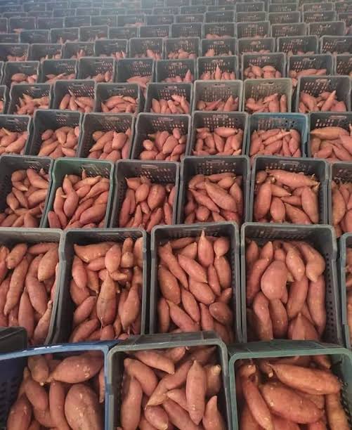 Fresh Premium Sweet Potatoes from Egypt