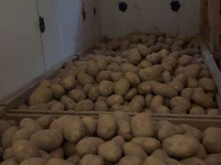 Hello, I'm selling large, beautiful potatoes (50+) of the