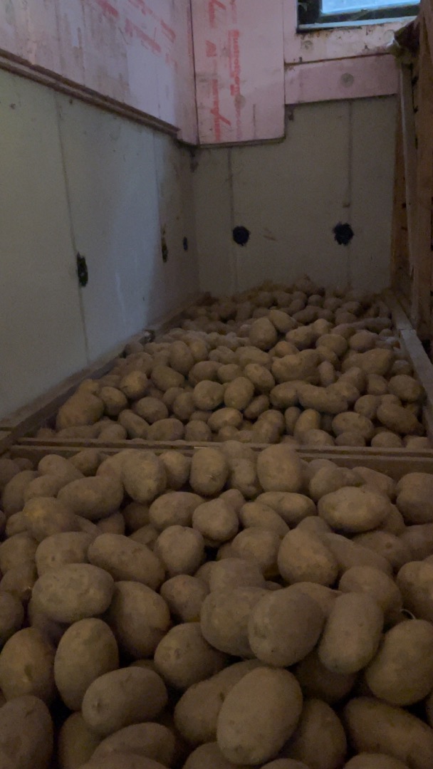 Hello, I'm selling large, beautiful potatoes (50+) of the Valdivia and Chiara varieties