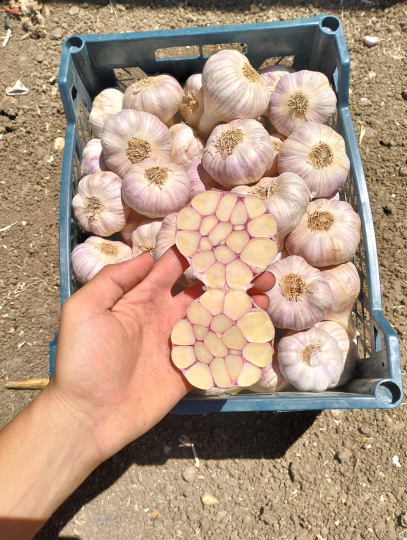 Golden Roots Exporting Egyptian products Fresh, Frozen, Vegetables and Fruits from Egypt to all over the world [phone number] Potatoes, Onions, Garlic, Orange