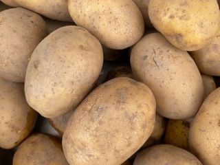 Lily potatoes for sale, truckload quantities, from light soil