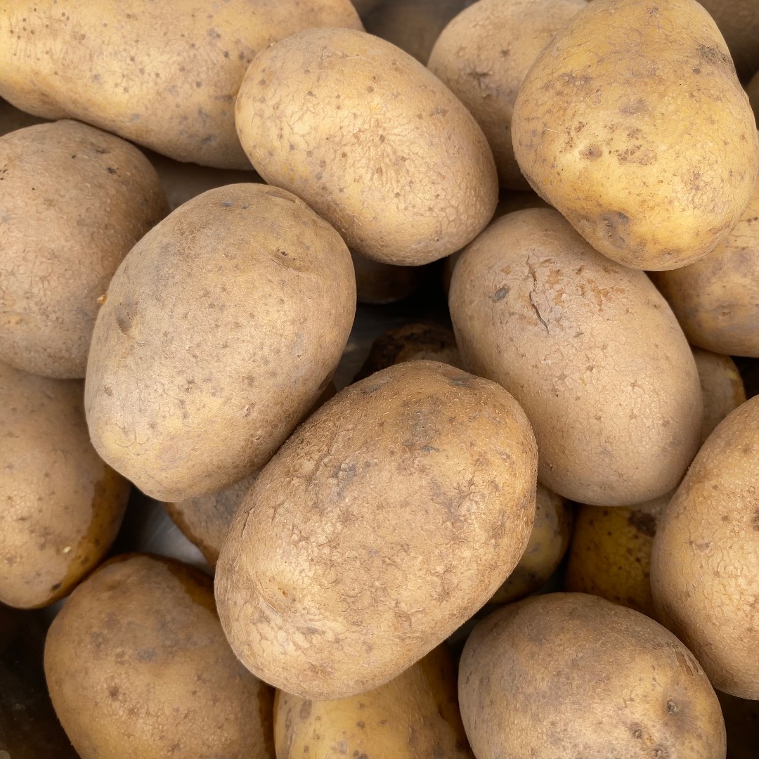 Lily potatoes for sale, truckload quantities, from light soil