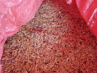 Organic oats certified Harvest 2025