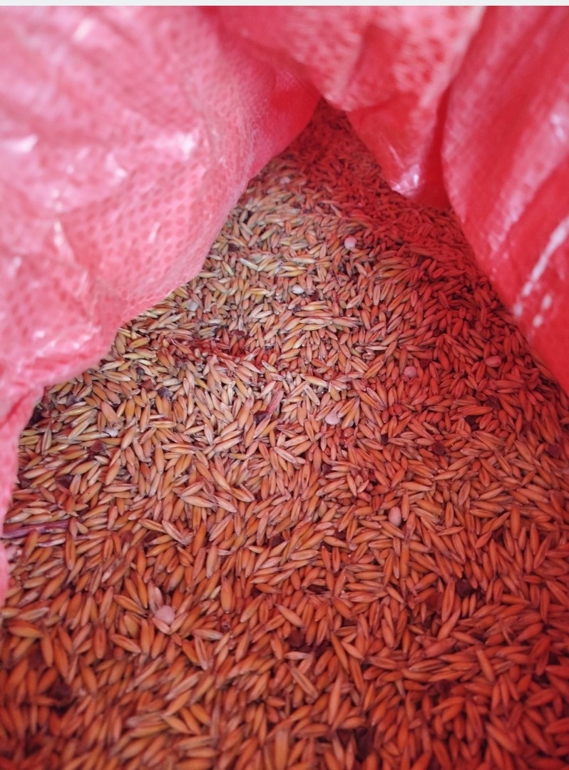 Organic oats certified Harvest 2025