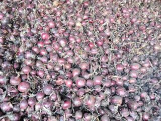 Good morning, I have 150 tons of unpeeled red