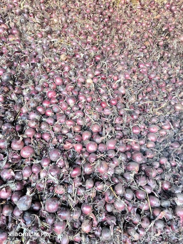 Good morning, I have 150 tons of unpeeled red onions for sale