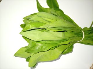 I have a large quantity of wild garlic for