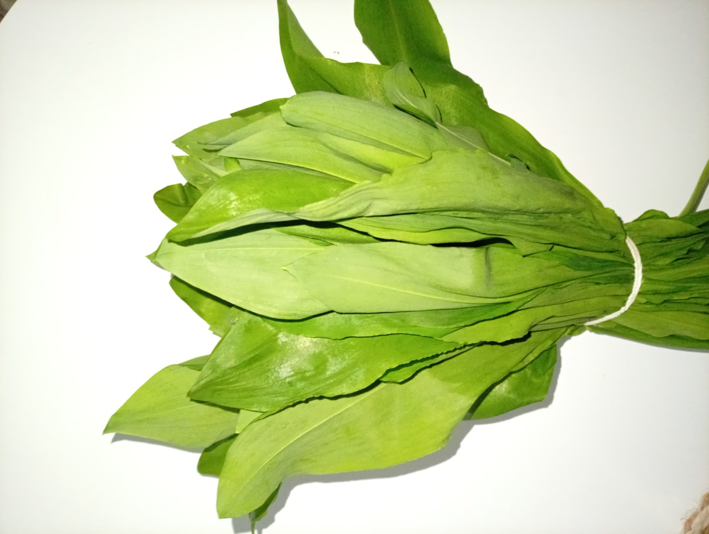 I have a large quantity of wild garlic for sale