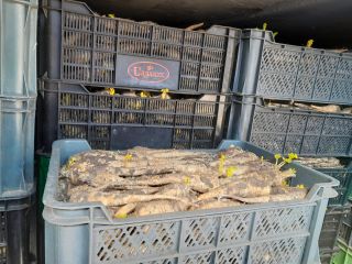 I will sell parsley from the cold store, caliber