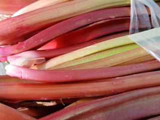 I will sell early rhubarb, ready for cutting, large