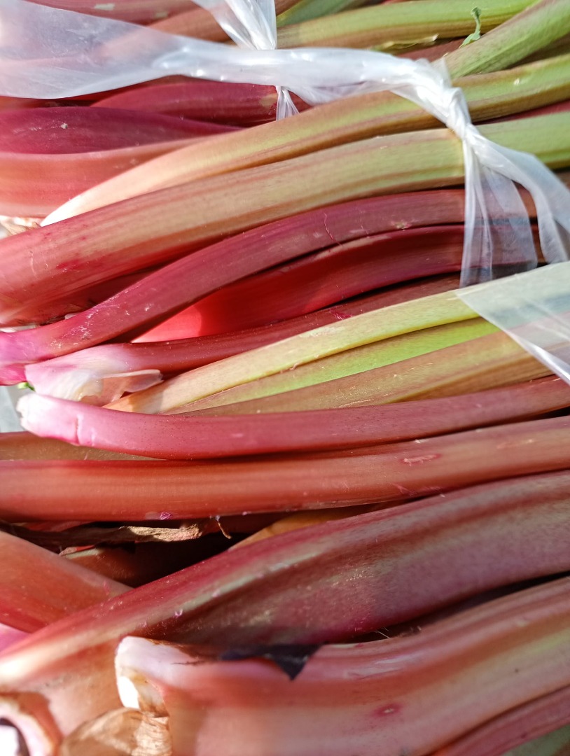 I will sell early rhubarb, ready for cutting, large quantities, wholesale, please call