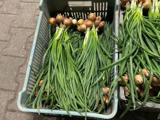 I am selling chives in bunches.