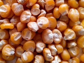 We offer high-quality dry corn (maize grain) for sale