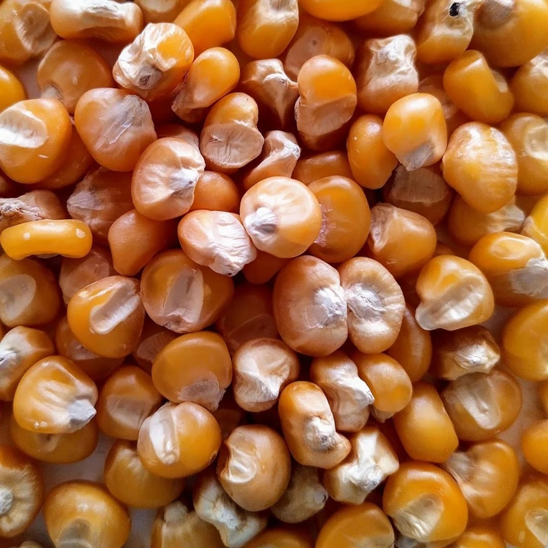 We offer high-quality dry corn (maize grain) for sale in bulk quantities, available from 100 up to 1,000 tonnes per shipment or contract