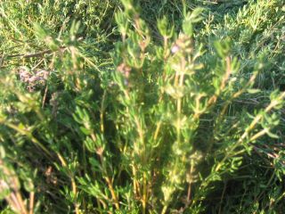 Common thyme, organic, certified, for sale. 2025 threshing harvest,