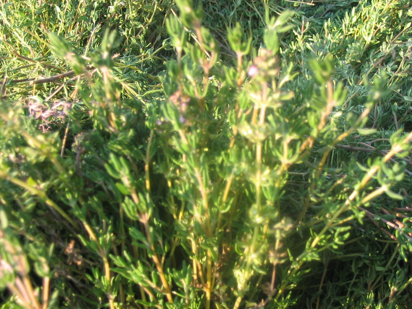Common thyme, organic, certified, for sale