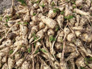 I will sell thick parsnips 6+