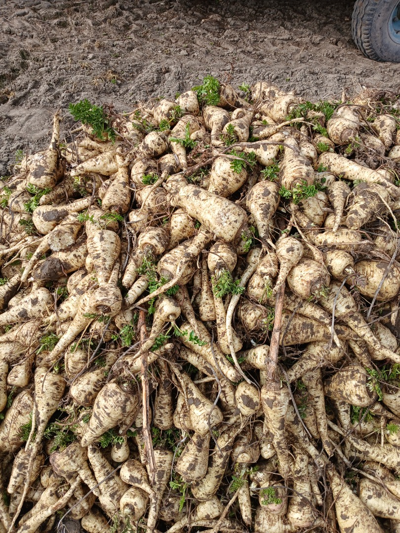 I will sell thick parsnips 6+