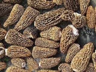Morel mushroom, washed, dried, cap without stem, vacuum packed,