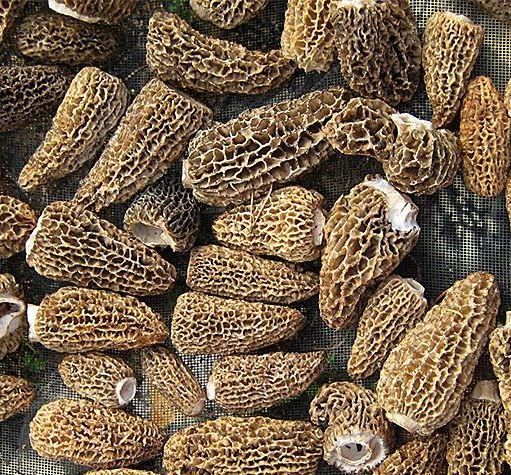Morel mushroom, washed, dried, cap without stem, vacuum packed, weight 3 kg, quantity, unlimited, price 350 euros per kilogram, moisture 24-28%