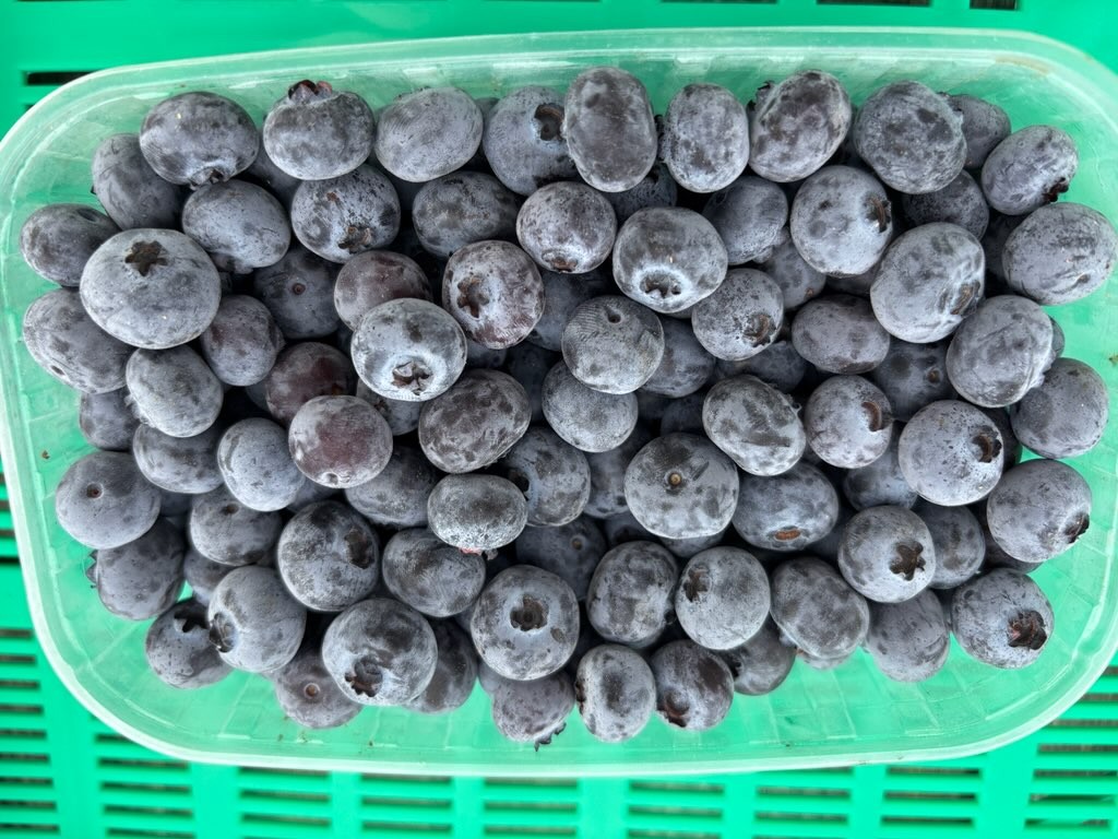 I'm selling frozen blueberries