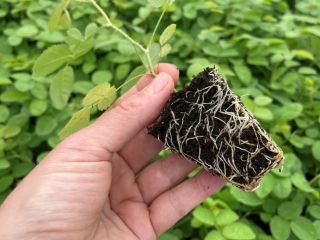Rose Damascena seedlings Specially selected hybrids of fast-growing Paulownia,